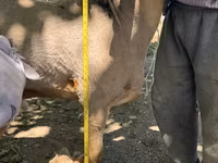 แกะตัวผู้, Hissar sheep — รูปภาพ 4