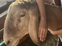 Kambing jantan, Arashan sheep — foto 4