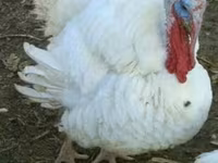 Turkeys — foto 3