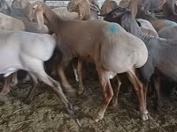 Vædder, Hissar sheep — foto 3