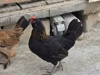 Chickens — fotografija 8