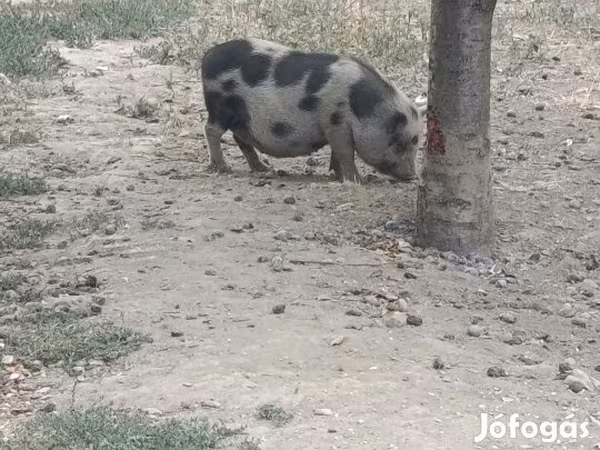 Scrofa, Гёттингенский минипиг