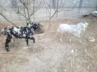 بکریاں (گروپ، جنس مذکور نہیں), بکریاں — تصویر 2