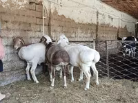 Kambing jantan, Sheep — foto 1
