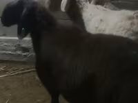 숫양, Arashan sheep — 사진 1