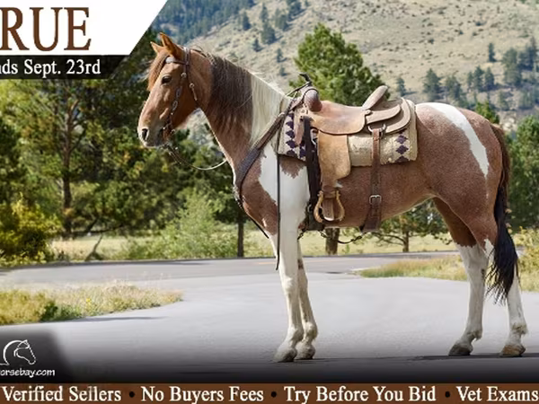 مادیان, Tennessee Walking Horse