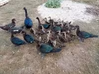 Ducks — تصویر 2