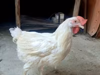 Chickens — Foto 7