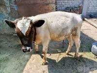 Mucca, Razza Holstein — foto 5