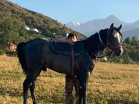Aygır, Orlov Trotter — foto 2