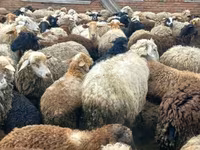 Baran, Edilbay sheep — zdjęcie 5