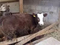 Mucca, Simmental cattle — foto 1