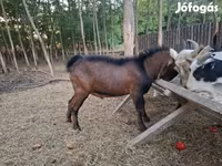 Jarac, Nubian Goat — fotografija 2