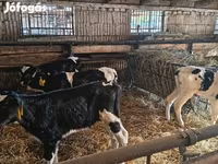 Býk, Russian Black pied cattle — foto 3