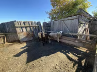 Kambing jantan, Sheep — foto 1