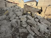 بز نر, بز — عکس 5