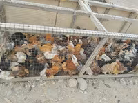 Chickens — foto 3