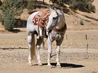 اسب نر, Quarter Horse — عکس 3