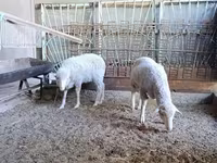 Domba jantan, Baerchuke sheep — foto 1