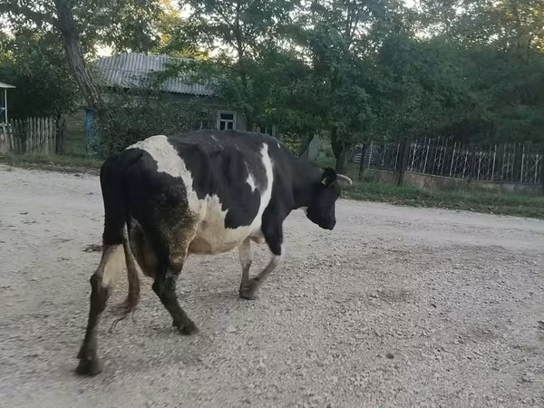 گاو ماده, Swiss cattle