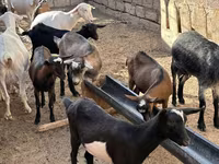 ፍየል, Saanen goat — ፎቶ 1