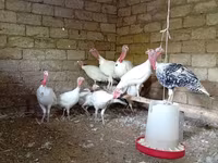 سفید سینه‌پهن — عکس 7