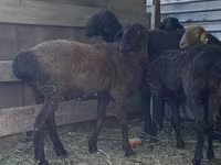 Wad, Sheep — sawirka 2