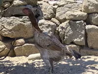 Chickens — foto 2