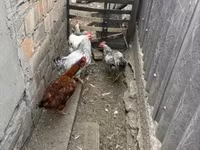 Geese — zdjęcie 5