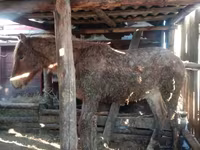 ወንድ በሬ, Auliekol breed — ፎቶ 1