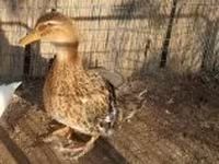 Ducks — foto 2