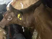 Lembu ternakan (lot, jantina tidak dinyatakan), Simmental cattle — foto 3