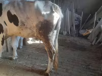 Touro, Russian Black pied cattle — foto 3