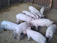 Locha, Świnie — zdjęcie 3