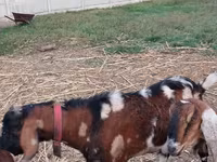 Buk, Nubian Goat — foto 3
