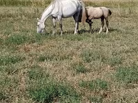 فرس, Percheron — الصورة 3