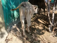 วัวตัวผู้, Simmental cattle — รูปภาพ 4