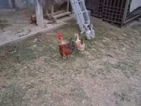 Gallina danese — foto 1