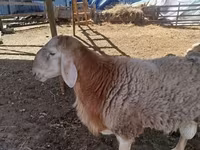 Vædder, Arashan sheep — foto 5