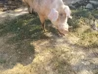 Babi hutan, Pigs — foto 2