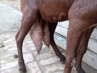 Capra, Capre — foto 4