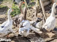 Geese — تصویر 5
