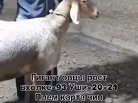 قوچ, گوسفند — عکس 7