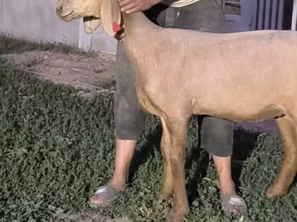 Арашан