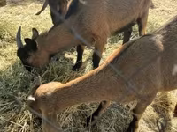Kambing betina, Alpine goat — foto 3