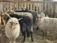 Montone, Racka sheep — foto 3