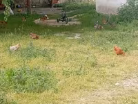 Chickens — عکس 7