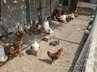 Chickens — عکس 1