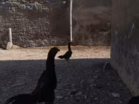 Chickens — sawirka 1