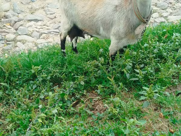 Goat, Goats — Moldova